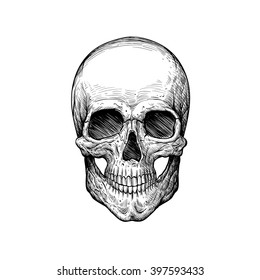 Skull Sketch Tattoo Design. Hand Drawn Vector Illustration