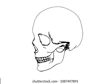 skull sketch vector