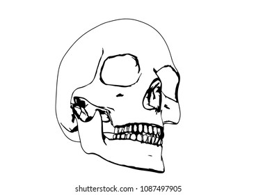 skull sketch vector