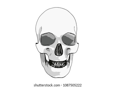 skull sketch vector