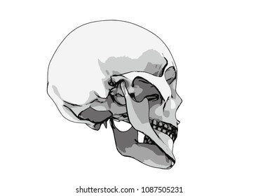 skull sketch vector