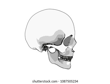 skull sketch vector