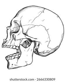 vetor de esboço do crânio em estilo desenhado à mão