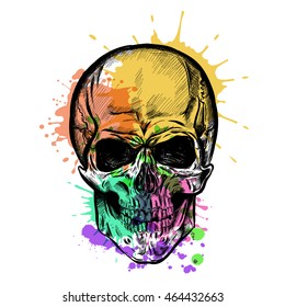 Skull Sketch With Watercolor Effect. Vector