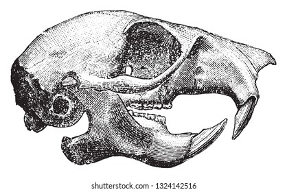 Skull of the squirrel, vintage engraved illustration. From Deutch Vogel Teaching in Zoology.
