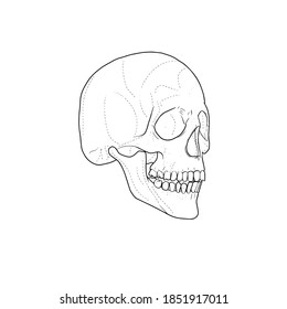 Skull stencil, tattoo design hand draw vector illustration