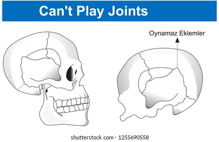 skull structure - Can't play joints - Biology Course helper shapes, human body, cell, joints and bones