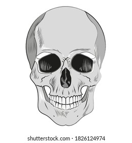 The skull is stylized as a pencil drawing. Vector. Scales.
