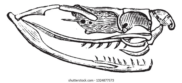 Skull and Teeth of Serpents, vintage engraved illustration. Zoology Elements from Paul Gervais.
