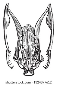 Skull and Teeth of Serpents, vintage engraved illustration. Zoology Elements from Paul Gervais.
