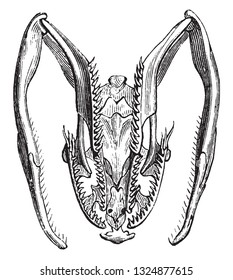 Skull and Teeth of Serpents, vintage engraved illustration. Zoology Elements from Paul Gervais.
