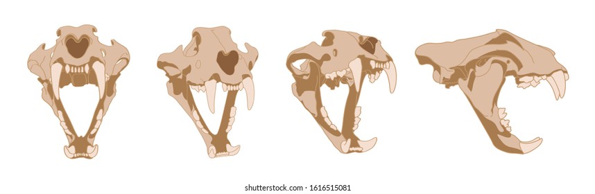 Skull of a tiger. The. Set of skulls with fangs of a predator in different angles. Tiger Skeleton anatomy. The head of a big cat.