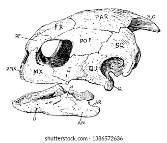 Cráneo de tortuga, dibujo de línea vintage o ilustración de grabado.