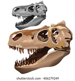 The skull of Tyrannosaurus isolated on white background. Vector illustration.