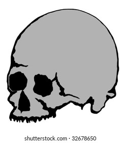 Skull vector
