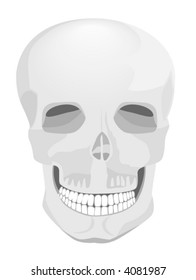 Skull - Vector