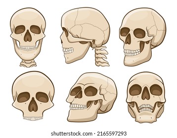 Skull vector design illustration isolated on white background