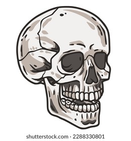 Skull vector for halloween design. Skeleton head or bone brutal skull