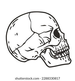 Skull vector for halloween design. Skeleton head or bone brutal skull