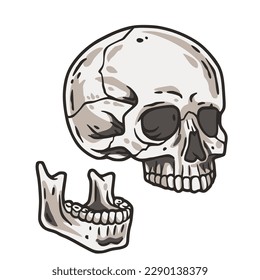Skull vector for halloween design. Skeleton head or bone brutal skull