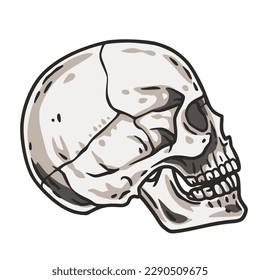 Skull vector for halloween design. Skeleton head or bone brutal skull