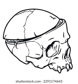 Skull vector for halloween design. Skeleton head or bone brutal skull