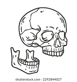 Skull vector for halloween design. Skeleton head or bone brutal skull