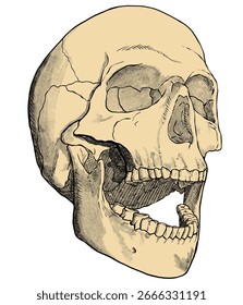Vector de cráneo en estilo dibujado a mano