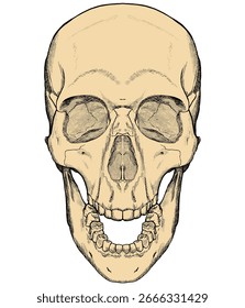 skull vector in hand drawn style