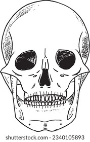 Skull vector head sketch hand drawn illustration drawing.Simple vintage line art human face anatomy for art ,abstract ,poster, graphic tshirt ,tattoo, creative clipart ,icon