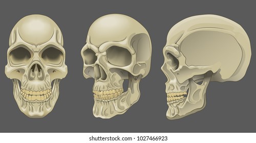 5,219 Facial Bone Images, Stock Photos & Vectors | Shutterstock