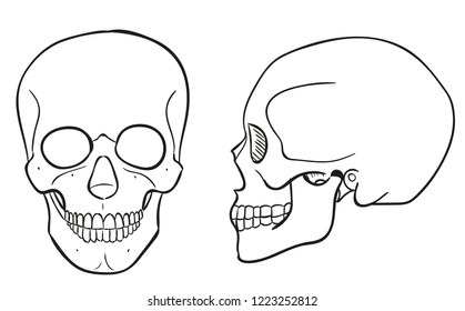 Outline Skull Images, Stock Photos & Vectors | Shutterstock