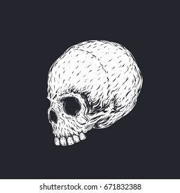 skull vector illustration