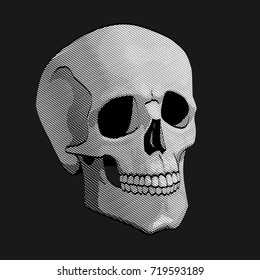 Skull. Vector illustration.