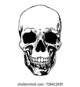 Skull. Vector illustration.