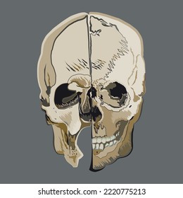 Skull vector illustration colors square framed (Leonardo da Vinci)