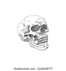 Skull vector illustration in engraving style. Hand drawing in vector. Halloween, Day of the Dead background.