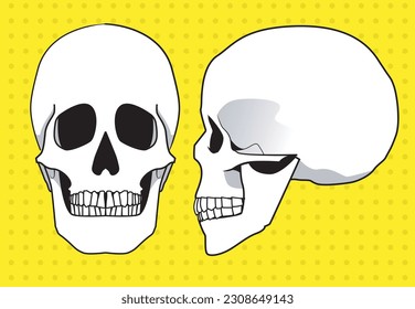 skull vector illustration front and side