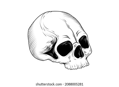 Skull vector illustration hand drawing