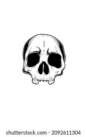 Skull vector illustration hand drawing