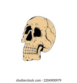 skull vector illustration. head of skeleton