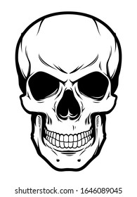 Skull vector illustration. Human bone.