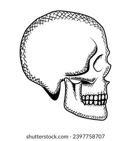 Skull vector illustration. Human head skeleton icon.