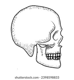 Skull vector illustration. Human head skeleton icon.
