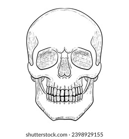 Skull vector illustration. Human head skeleton icon.