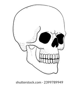 Skull vector illustration. Human head skeleton icon.