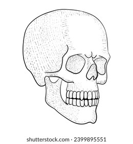 Skull vector illustration. Human head skeleton icon.