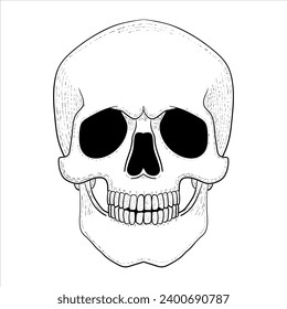 Skull vector illustration. Human head skeleton icon.