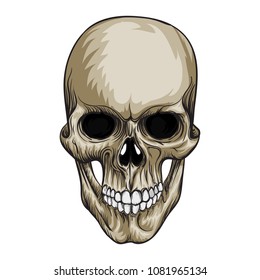 Skull. Vector illustration. Isolated on white.