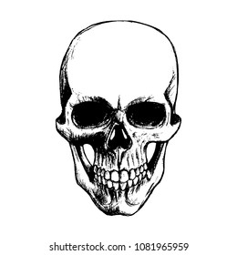 Skull. Vector illustration. Isolated on white.